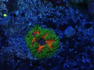 Epicystis crucifer 