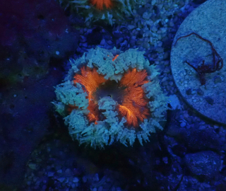 Epicystis crucifer 