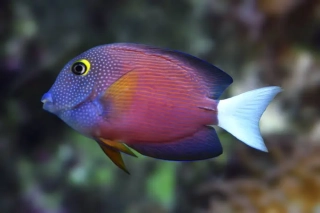Ctenochaetus flavicauda (12cm)