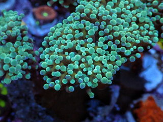 Euphyllia paraancora 2hl.