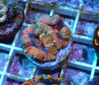 Acanthastrea  Ultra 