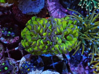 Euphyllia paraancora (Two tone) 2h.