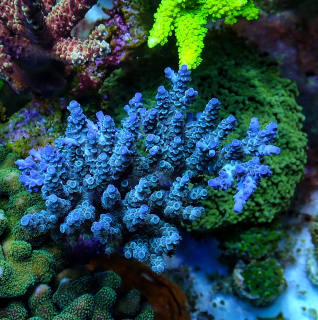 Acropora tenuis Blue  (frag 5cm)