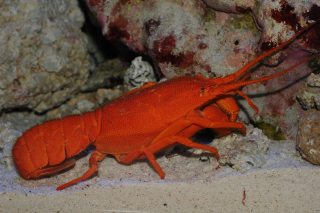 Palinurellus wieneckii