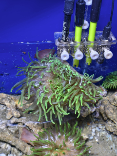 Entacmaea quadricolor (Green)