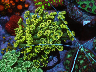 Goniopora Yellow (5cm)