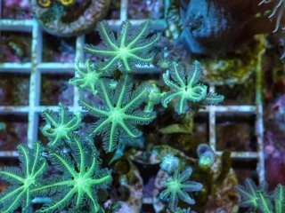 Clavularia sp.
