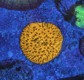 Funghia (9cm)
