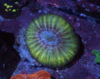 Cynarina lacrymalis Yellow