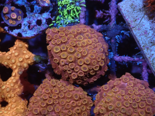 Cyphastrea