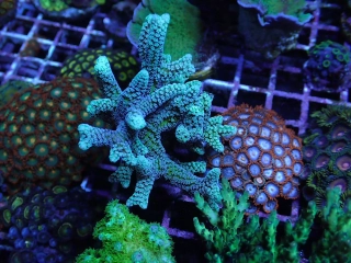 Seriatopora caliendrum (silver)