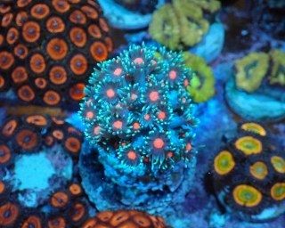 Goniopora sp.