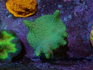 Lobophyton (15cm)
