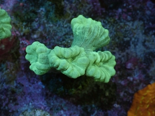 Caulastrea 