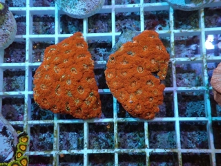 Micromussa lordhowensis