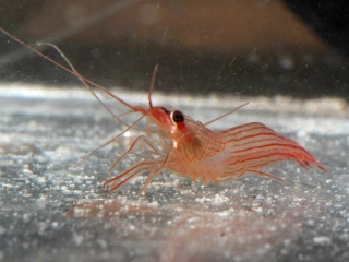 Lysmata vittata