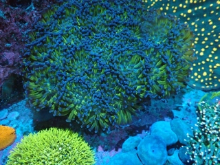 Euphyllia paraancora (2hl.)