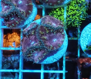 Blastomussa wellsi (5cm,)