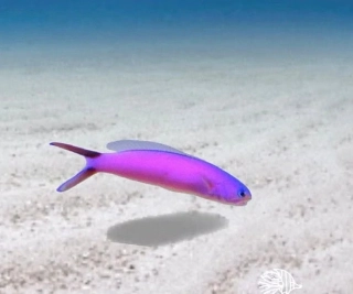 Hoplolatilus purpureus 13cm