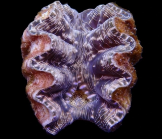 Hippopus hippopus 9cm