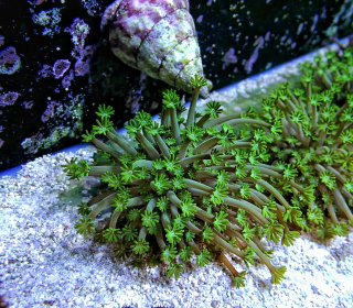 Alveopora