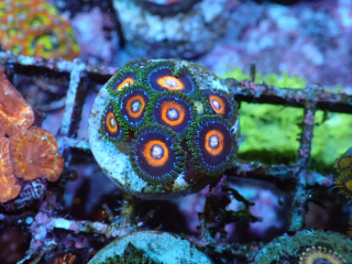 Zoanthus Double Decker