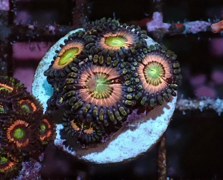 Zoanthus Skittles 5p.