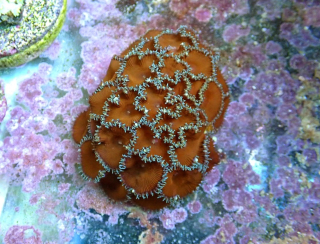 Zoanthus Red Death Palythoa 4p.