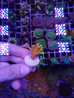 Montipora digitata "Bubblegum" (5cm)