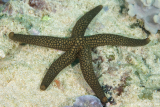 Nardoa variolata