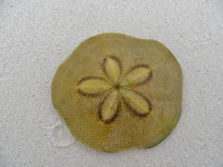 Clypeaster australasiae