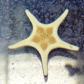 Iconaster longimanus
