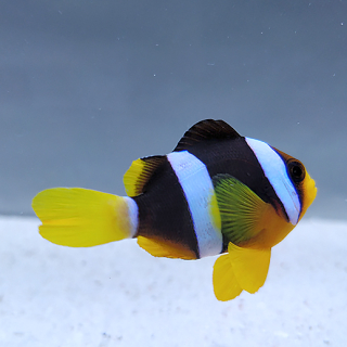 Amphiprion clarkii (pár)