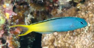 Meiacanthus astrodorsalis