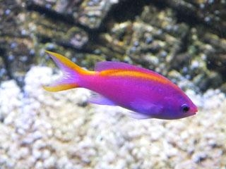 Pseudanthias tuka