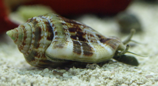 Strombus dentatus (3,5cm)
