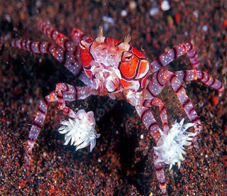 Lybia tesselata (Pom-Pom)