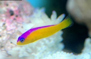 Pictichromis diadema