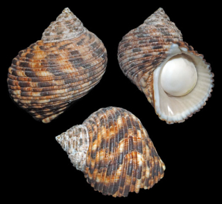 Turbo setosus (3-4cm)