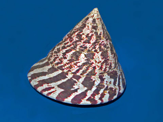 Tectus niloticus