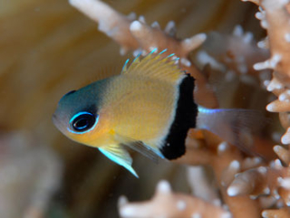 Chromis retrofasciata