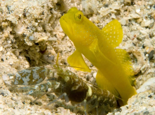 Cryptocentrus cinctus + Alpheus bellus