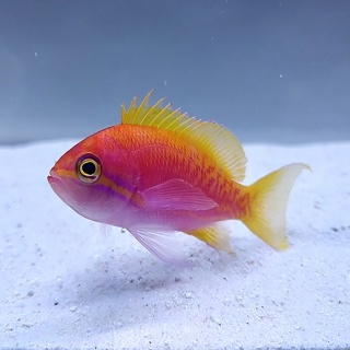 Pseudanthias bimaculatus