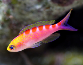 Pseudanthias flavoguttatus