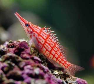 Oxycirrhites typus M