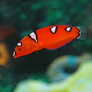 Coris formosa M