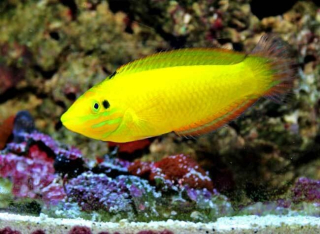 Halichoeres chrysus XL ( 14cm)