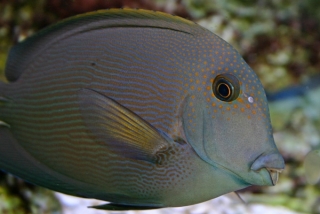 Ctenochaetus striatus L (12cm)