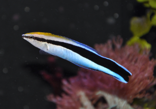 Labroides dimidiatus M