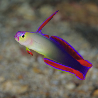 Nemateleotris decora M